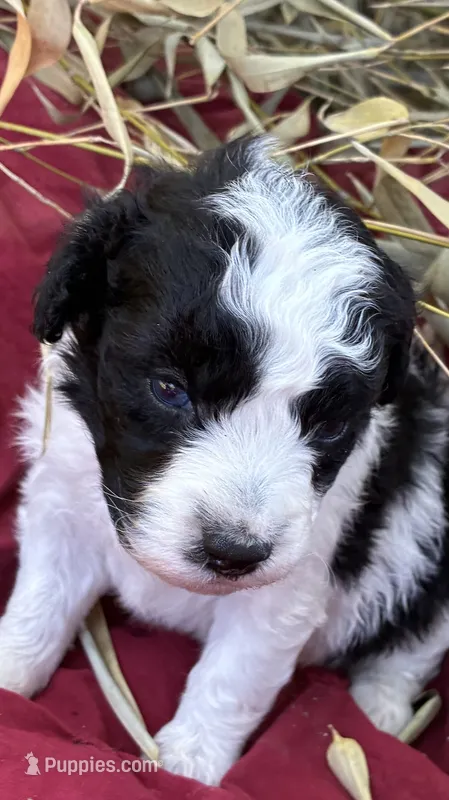 Lottie – Miniature Aussiedoodle puppy for sale in Rison, AR