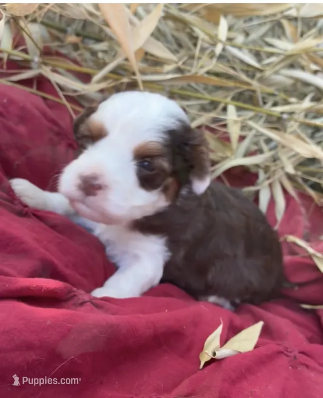 Rusty – Miniature Aussiedoodle puppy for sale in Rison, AR