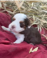 Rusty, a male Miniature Aussiedoodle for sale in Rison, AR – 1 of 2