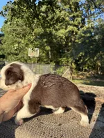 Reba, a female Miniature Australian Shepherd for sale in Rison, AR – 2 of 2