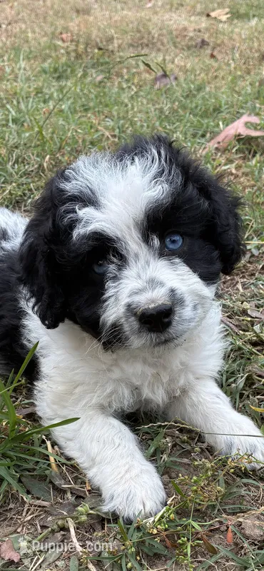 Lottie Blue Eyes – Miniature Aussiedoodle puppy for sale in Rison, AR