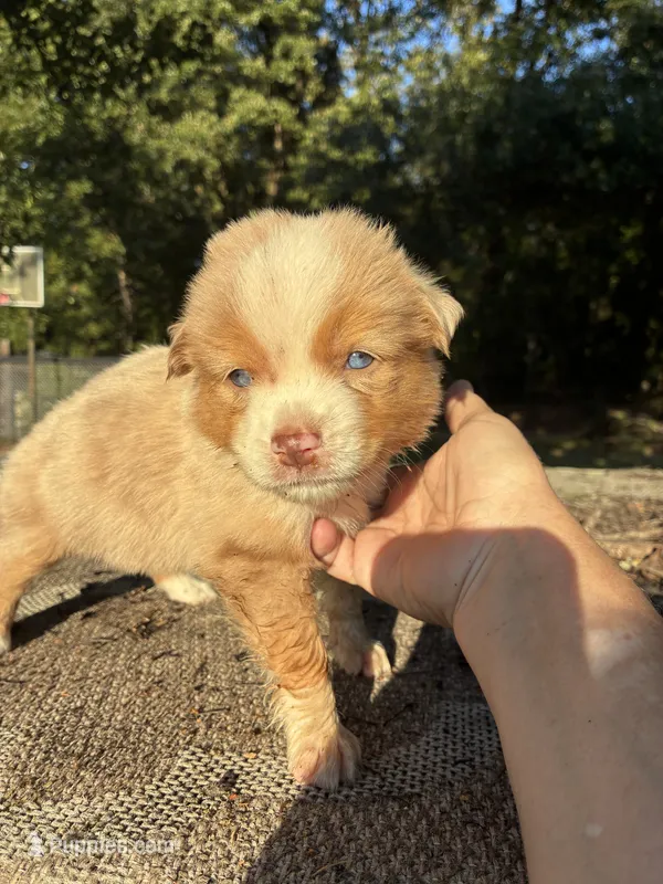Retta – Miniature Australian Shepherd puppy for sale in Rison, AR