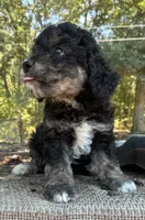 BJ, a male Miniature Aussiedoodle for sale in Rison, AR – 2 of 2