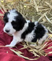 Lottie, a female Miniature Aussiedoodle for sale in Rison, AR – 2 of 2