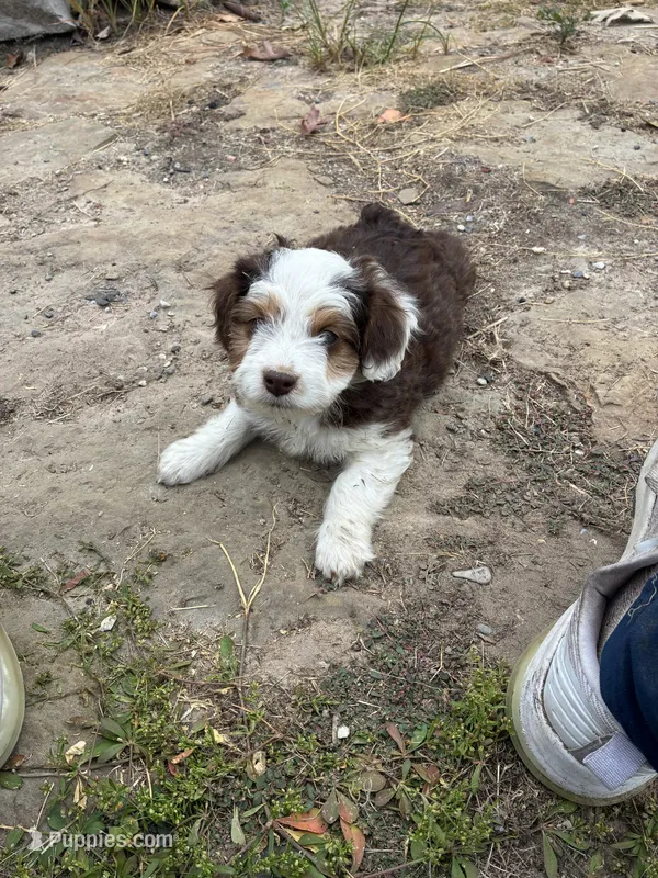 Rusty – Miniature Aussiedoodle puppy for sale in Rison, AR