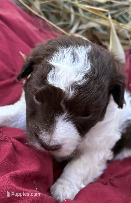 Dodger – Miniature Aussiedoodle puppy for sale in Rison, AR