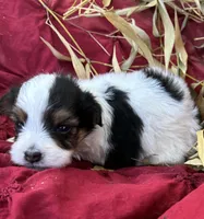 Bandit, a male Miniature Aussiedoodle for sale in Rison, AR – 2 of 2