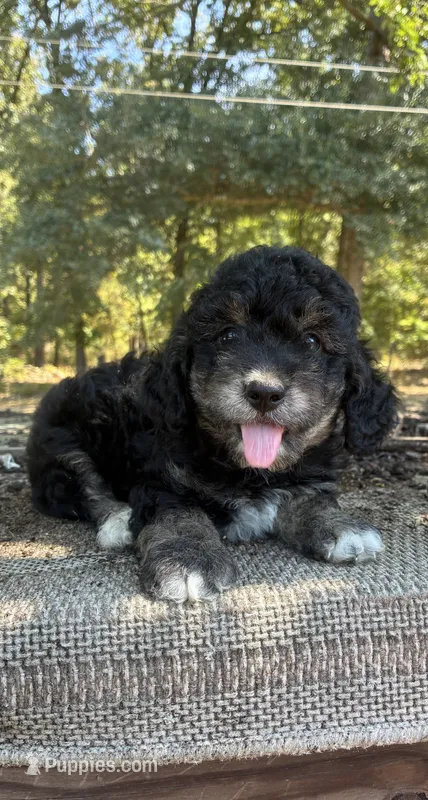 BJ – Miniature Aussiedoodle puppy for sale in Rison, AR