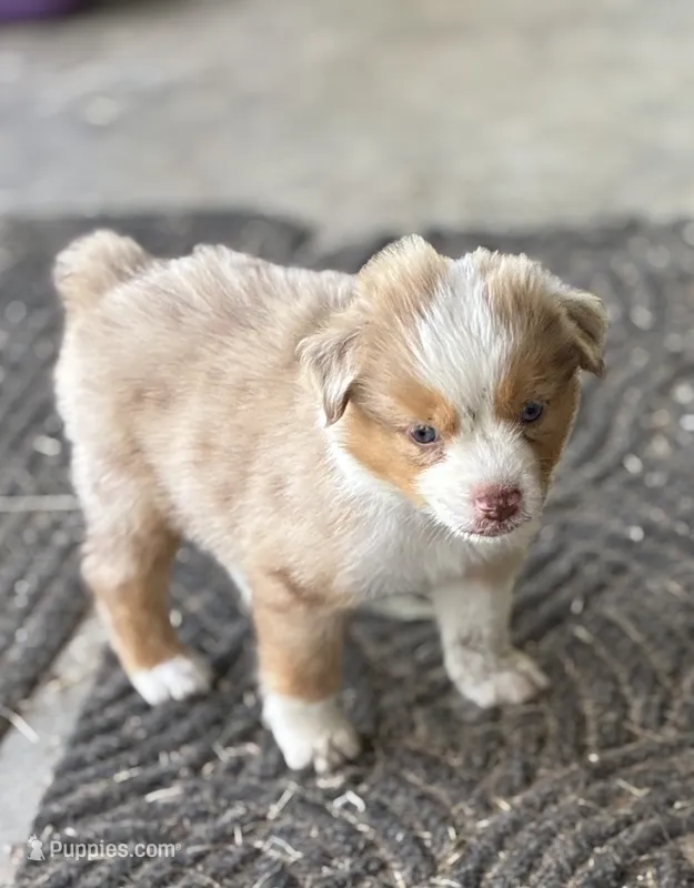 Retta – Miniature Australian Shepherd puppy for sale in Rison, AR