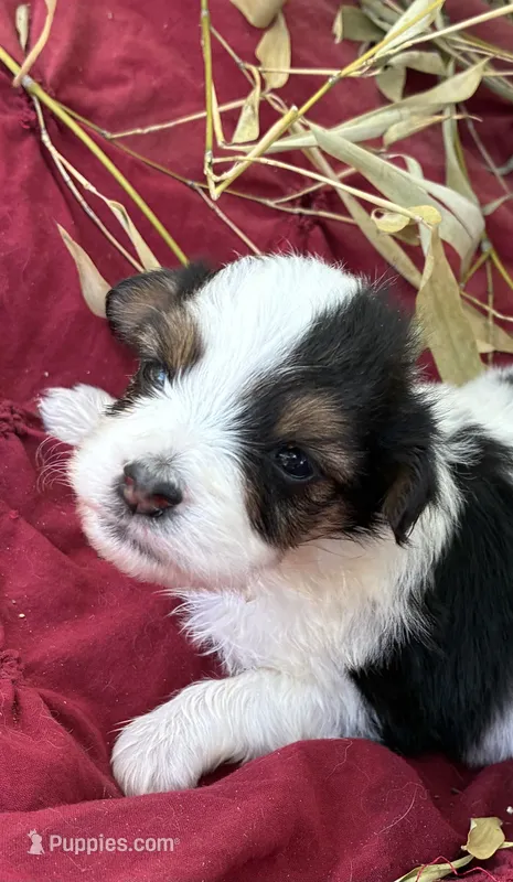 Bandit – Miniature Aussiedoodle puppy for sale in Rison, AR