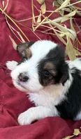 Bandit, a male Miniature Aussiedoodle for sale in Rison, AR – 1 of 2