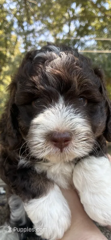 Hersey – Miniature Aussiedoodle puppy for sale in Rison, AR