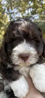 Hersey, a male Miniature Aussiedoodle for sale in Rison, AR – 1 of 2