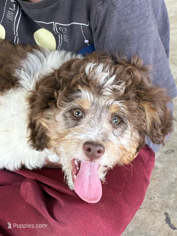 Rocket – Miniature Aussiedoodle puppy for sale in Rison, AR