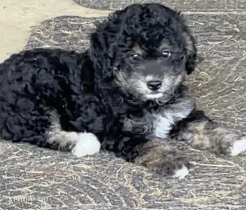 BJ – Miniature Aussiedoodle puppy for sale in Rison, AR