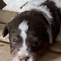 Rocket, a male Miniature Aussiedoodle for sale in Rison, AR – Photo 2 of 4