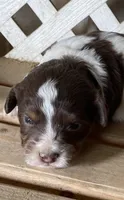Rocket, a male Miniature Aussiedoodle for sale in Rison, AR – Photo 1 of 3