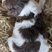 Rocket, a male Miniature Aussiedoodle for sale in Rison, AR – Photo 4 of 4