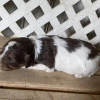 Rocket, a male Miniature Aussiedoodle for sale in Rison, AR – Photo 3 of 4