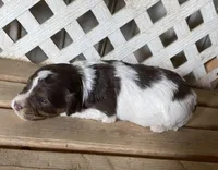 Rocket, a male Miniature Aussiedoodle for sale in Rison, AR – Photo 3 of 3
