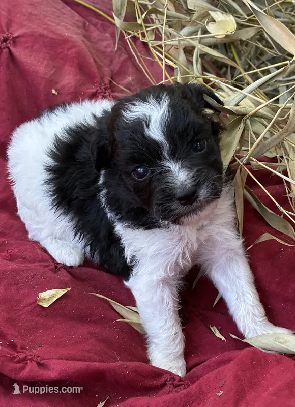 Dottie – Miniature Aussiedoodle puppy for sale in Rison, AR