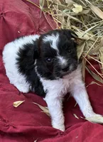 Dottie, a female Miniature Aussiedoodle for sale in Rison, AR – 2 of 2
