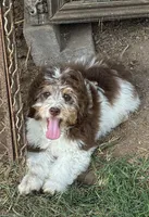 Rocket, a male Miniature Aussiedoodle for sale in Rison, AR – 1 of 6