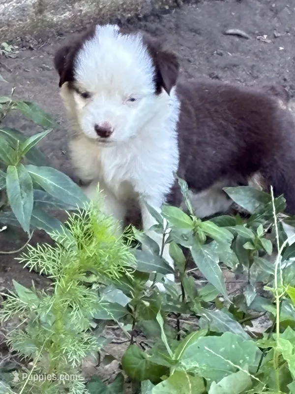 Reba – Miniature Australian Shepherd puppy for sale in Rison, AR