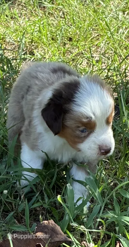 George – Miniature Australian Shepherd puppy for sale in Rison, AR