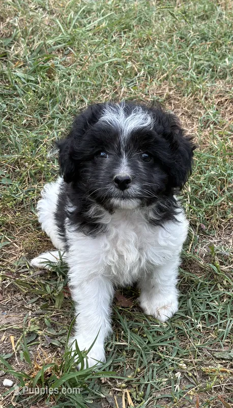 Dottie – Miniature Aussiedoodle puppy for sale in Rison, AR