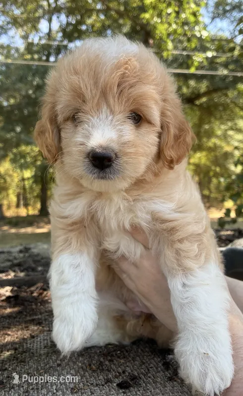 Dolly – Miniature Aussiedoodle puppy for sale in Rison, AR