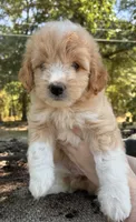 Dolly, a female Miniature Aussiedoodle for sale in Rison, AR – 1 of 2
