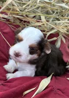 Rusty, a male Miniature Aussiedoodle for sale in Rison, AR – 2 of 2