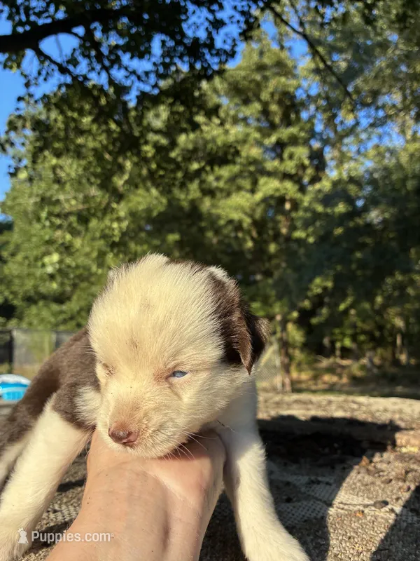 Reba – Miniature Australian Shepherd puppy for sale in Rison, AR