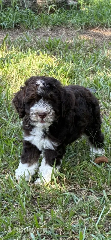 Hersey – Miniature Aussiedoodle puppy for sale in Rison, AR