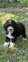 Hershey, a male Miniature Aussiedoodle for sale in Rison, AR – 1 of 3