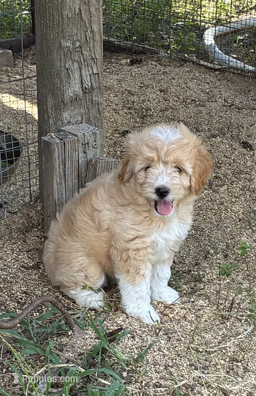 Dolly – Miniature Aussiedoodle puppy for sale in Rison, AR