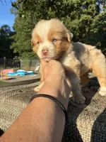 Retta, a female Miniature Australian Shepherd for sale in Rison, AR – 2 of 2