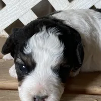 Phoebe, a female Miniature Aussiedoodle for sale in Rison, AR – Photo 2 of 4