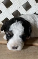 Phoebe, a female Miniature Aussiedoodle for sale in Rison, AR – Photo 1 of 3