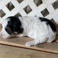 Phoebe, a female Miniature Aussiedoodle for sale in Rison, AR – Photo 4 of 4