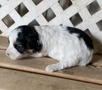 Phoebe, a female Miniature Aussiedoodle for sale in Rison, AR – Photo 3 of 3