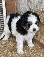 Phoebe, a female Miniature Aussiedoodle for sale in Rison, AR – Photo 1 of 4