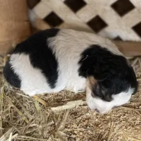 Phoebe, a female Miniature Aussiedoodle for sale in Rison, AR – Photo 3 of 4