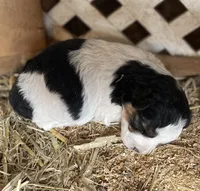 Phoebe, a female Miniature Aussiedoodle for sale in Rison, AR – Photo 2 of 3
