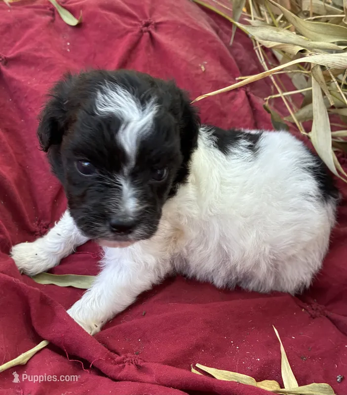 Dottie – Miniature Aussiedoodle puppy for sale in Rison, AR