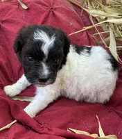 Dottie, a female Miniature Aussiedoodle for sale in Rison, AR – 1 of 2