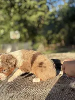 George, a male Miniature Australian Shepherd for sale in Rison, AR – 2 of 3