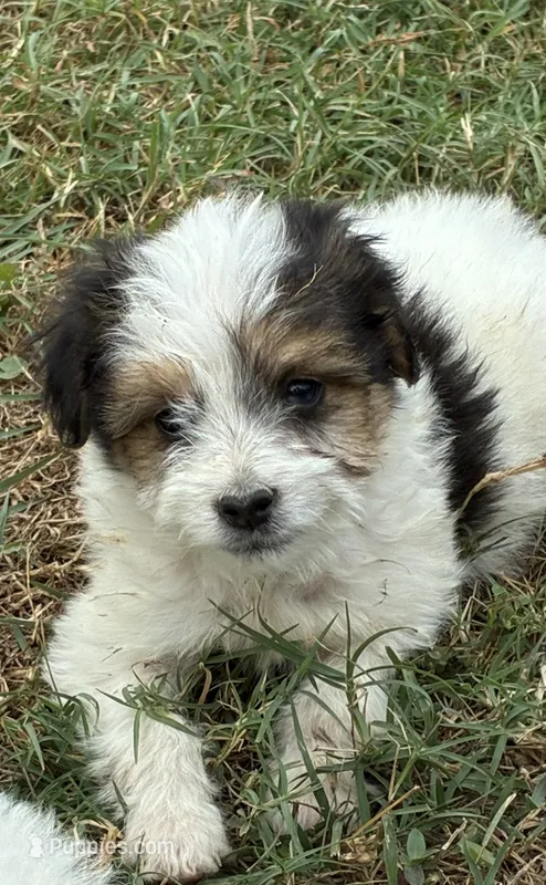 Tiny Bandit – Miniature Aussiedoodle puppy for sale in Rison, AR