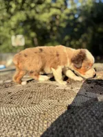 George, a male Miniature Australian Shepherd for sale in Rison, AR – 3 of 3
